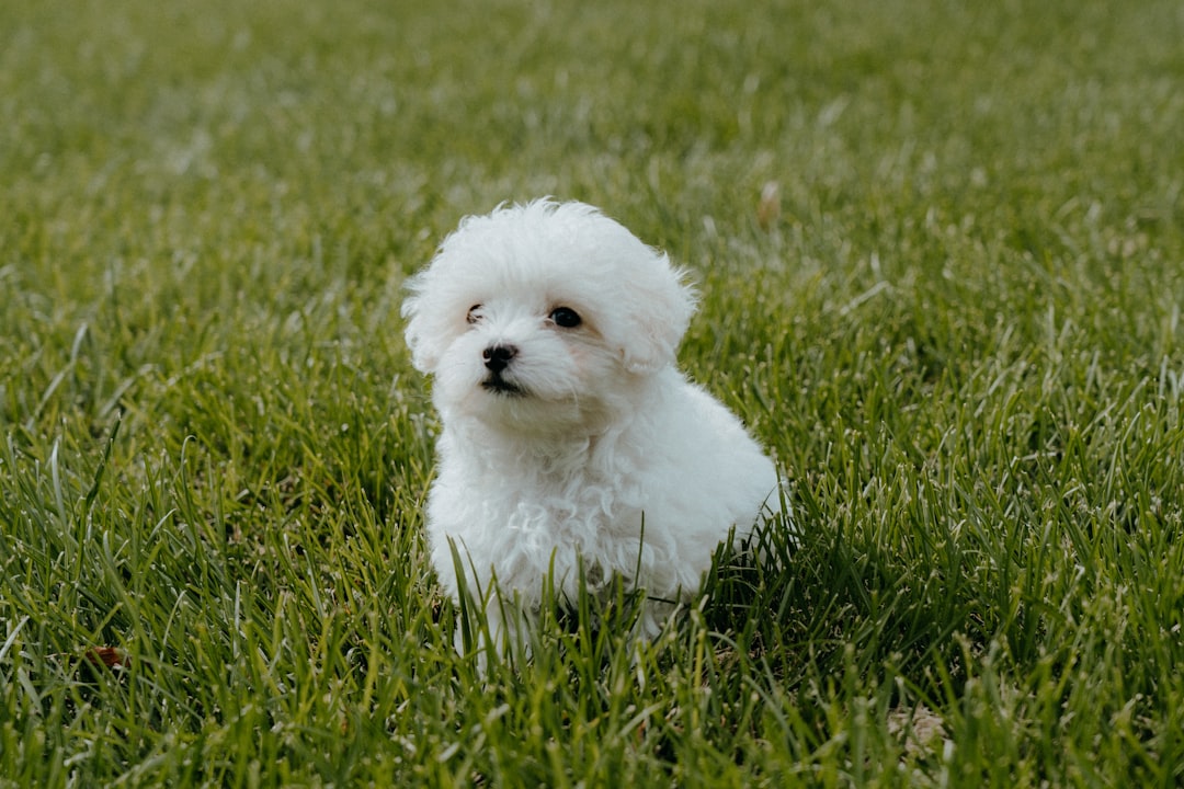 The Challenge of Dealing with White Crusty Dog Skin